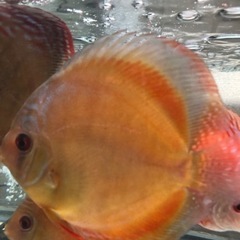 ディスカス　ワイルド　クロスの画像