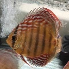 ディスカス　ワイルド　クロスの画像