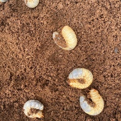 カブトムシ幼虫の画像