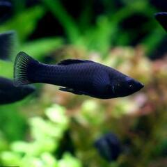 ブラックモーリーの画像