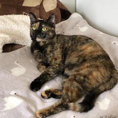兄猫を待ち続けたサビ猫の女の子。シャイで甘えん坊。
