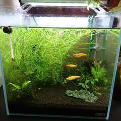 熱帯魚 水槽 飼育セット