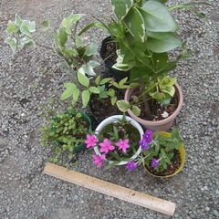 植物8種で500円！