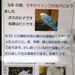 セキセイインコ探しています