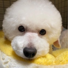 カットモデル募集中🐶