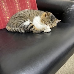 3歳前後で人懐っこい猫の里親を探しています。