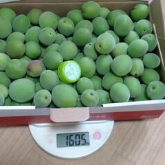 青梅　1.5kg