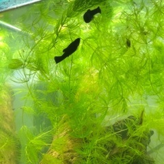 ブラックモーリー　二匹の画像