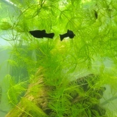 ブラックモーリー　二匹の画像