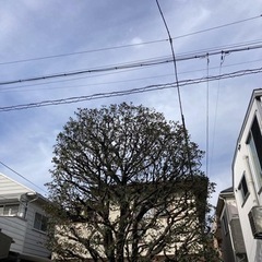 《8000〜15000》アルバイト急募！植木屋です🙇‍♂️の画像