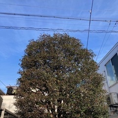 《8000〜15000》アルバイト急募！植木屋です🙇‍♂️の画像