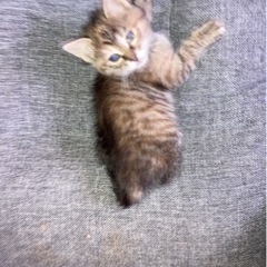 保護猫ちゃん3月31日生まれです。