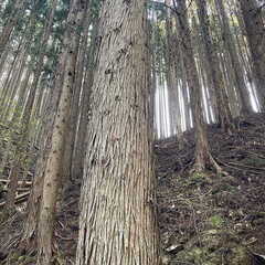 【成約済】山林物件　兵庫県朝来市生野町02