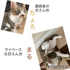 1歳兄弟のオス猫です! 