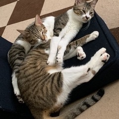 1歳兄弟のオス猫です!  - 北名古屋市