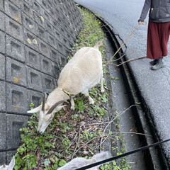 除草ヤギのレンタルしてます。2023/5/9更新 - 助け合い