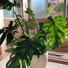 【取引中】　観葉植物：存在感あるモンテスラ🍀　可愛がって下さい✨