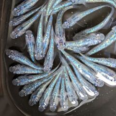 🐦静楽庵　サファイアメダカ１ペア