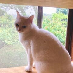 上品な美猫ちゃん　メス２才