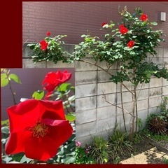 薔薇　挿木枝5本　花なし