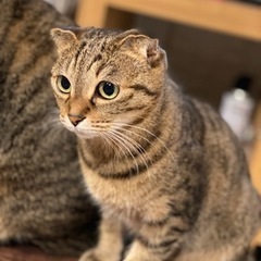 里親さん探して居ますⅤ
