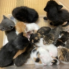 一旦中断します。里親さん募集します。