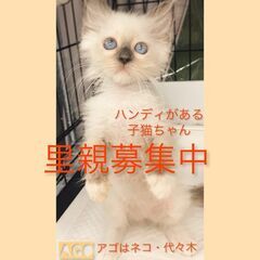 ラグドール子猫ちゃんハンディのある子です。●●アゴはネコでお世話...
