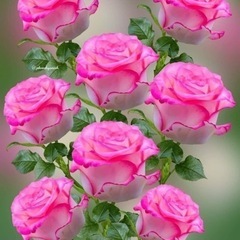 50才以上🌹新メンバー💐全国から募集