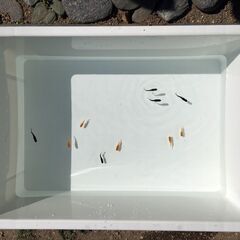 メダカ飼育容器 NVボックス#13 各色（入手困難な白・グレーも有り）別途オーバーフロー加工可の画像