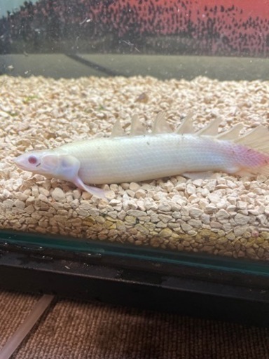 アルビノポリプテルス　セネガルス　4匹
