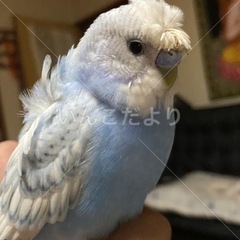 セキセイインコ 水色と白 福井市下荒井町でいなくなりました(泣)