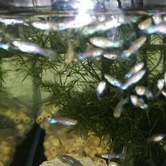 格安!!☆ワイルドグッピーの幼魚20匹☆おまけもたくさん!!の画像