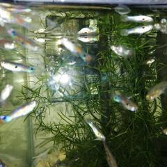 格安!!☆ワイルドグッピーの幼魚20匹☆おまけもたくさん!!の画像