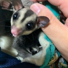 フクロモモンガ　クラシック　男の子　2205