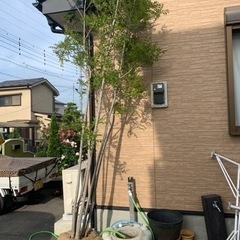 庭木　シマトネリコ