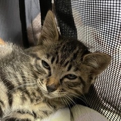 保護猫 - 横浜市