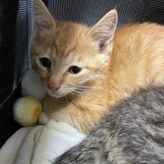 保護猫の画像