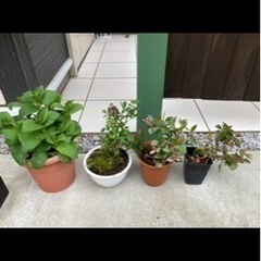 植物