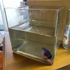 観賞魚用水槽