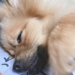 犬友達　福岡