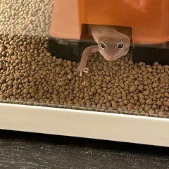 ヒョウモントカゲモドキ　可愛がってくださる方にお譲り