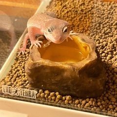ヒョウモントカゲモドキ　可愛がってくださる方にお譲り - 熊本市
