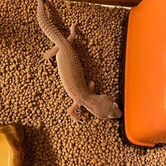 ヒョウモントカゲモドキ　可愛がってくださる方にお譲り - その他