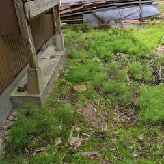 裏庭の草刈りと清掃、切枝の収集等（応募期限5/22まで）の画像