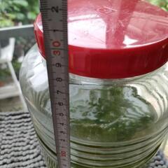 ミナミヌマエビ メダカ 水草 容器付きの画像