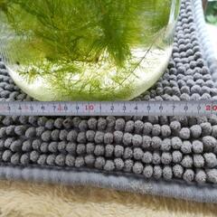 ミナミヌマエビ メダカ 水草 容器付きの画像