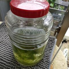 ミナミヌマエビ メダカ 水草 容器付きの画像