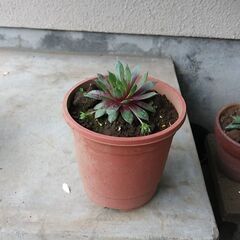 【決まりました】多肉植物～センペルビウム①