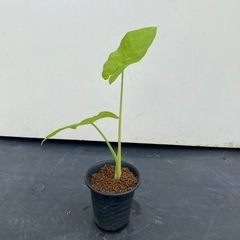 クワズイモの画像