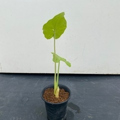 クワズイモの画像